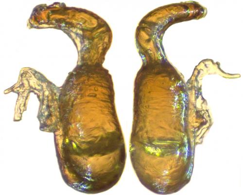 Réf. 280 467 : Crepidodera aurata